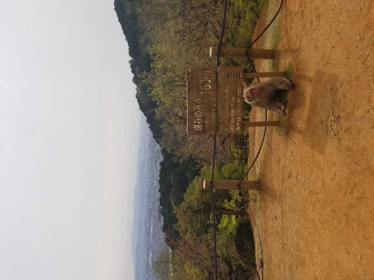 macaque japan 20190417 102306 1200x