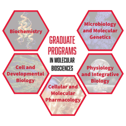 Graduate Program
