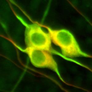 Cell Biology and Neuroscience